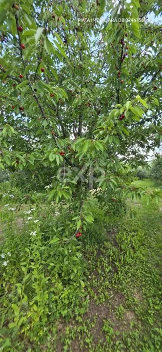 Casă individuală de vânzare, 6 camere, subsol 110 mp, teren 5.753 mp – Cândești - foto 14