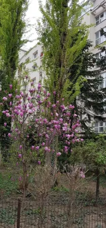 Apartament 2 camere București - poza 10