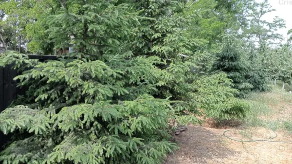 Casă 5 camere Scortaru Vechi - poza 11