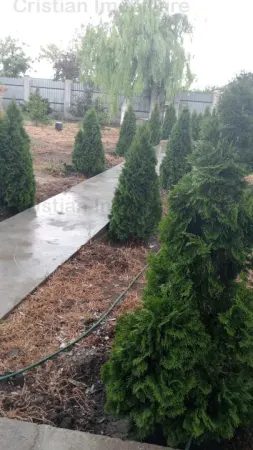 Casă 5 camere Scortaru Vechi - poza 9