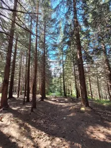 TEREN DE VANZARE 7000 MP INTRAVILAN -STATIUNEA PALTINIS! - foto 3