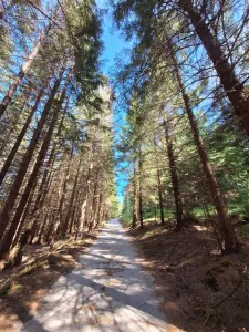 TEREN DE VANZARE 7000 MP INTRAVILAN -STATIUNEA PALTINIS! - foto 8