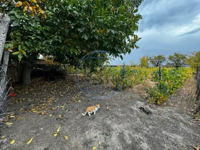 CASA DE VANZARE ODOBESTI (ZONA DE VILE) - foto 7