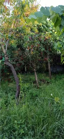 Casă 3 camere Timișoara - poza 22