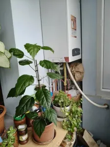 LIPOVEI - 3 CAMERE - 2 BAI - ETAJ 2 - CENTRALA PROPRIE - CLIMA - BOXA - foto 5