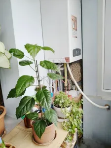 LIPOVEI - 3CAM - 2 BAI - BOXA - CENTRALA PROPRIE - ETAJ 2 - foto 6