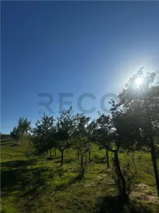 Reco Casa cu teren in Budureasa, langa Stana de Vale - foto 3
