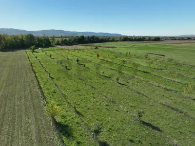 RECO, Teren cu livada de nuci, Zona Auseu, Bihor - foto 14