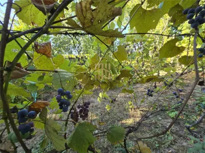 Vindem teren in Plopu - foto 4