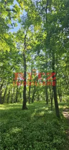 BALTA   15 ha si  pădure de plop și stejar 14,5 ha – 295.000 mp – Drăgănești, județul Olt - foto 2