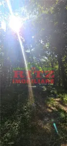 BALTA   15 ha si  pădure de plop și stejar 14,5 ha – 295.000 mp – Drăgănești, județul Olt - foto 9