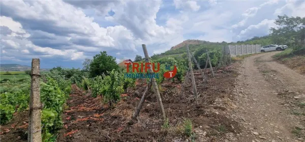 Teren Șard - poza 2
