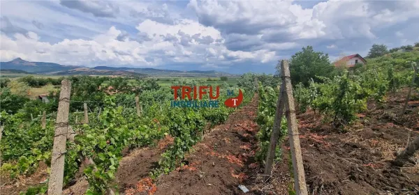 Teren Șard - poza 4