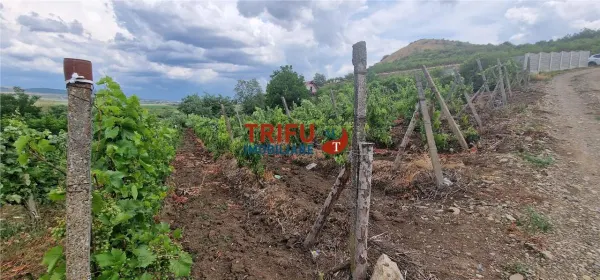 Teren Șard - poza 5