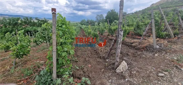 Teren Șard - poza 6