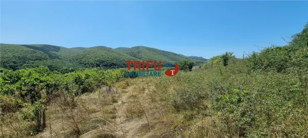 Casă 1 camera Șard - poza 12