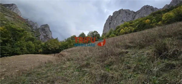 Teren Ramet - poza 5