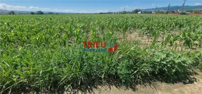 Teren de vanzare langa soseaua de centura, 5100 mp - foto 4