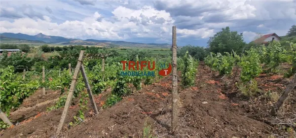 Teren Șard - poza 4
