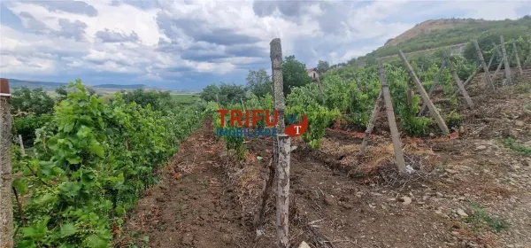 Teren Șard - poza 7