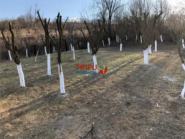 Casă 4 camere Cricău - poza 18