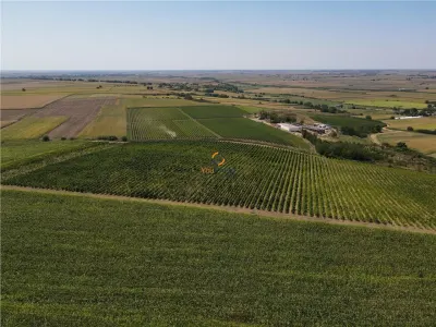 Afacere Investitie Vie 4 Hectare 40 km de Oradea - Oradea