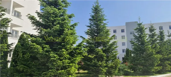 Apartament 3 camere Buftea - poza 1