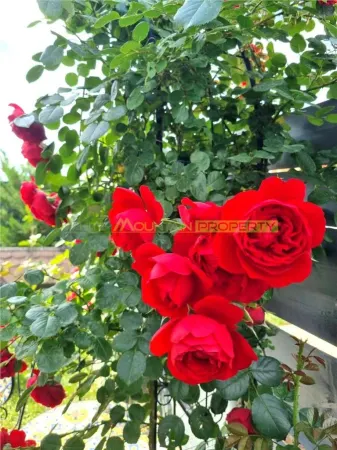 Casă 4 camere Buftea - poza 15