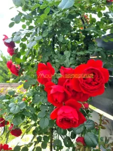 Casă 4 camere Buftea - poza 15