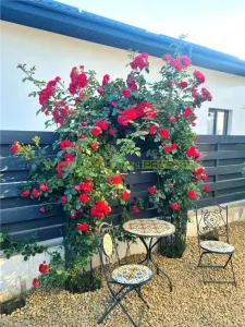 Casă 4 camere Buftea - poza 16