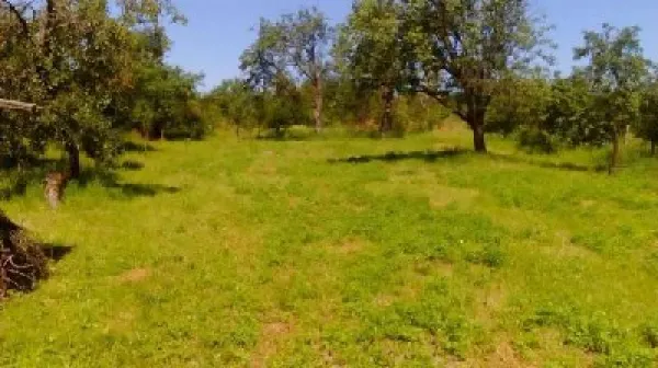 Teren Viile Satu Mare - poza 1