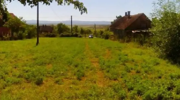 Teren Viile Satu Mare - poza 2