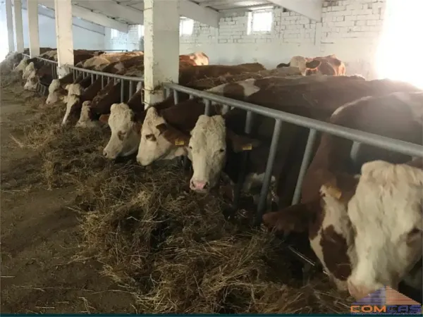 Spațiu industrial Camin - poza 8