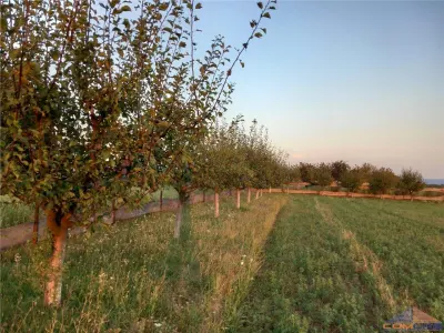 Teren intravilan zona frumoasa Viile Satu Mare - Viile Satu Mare