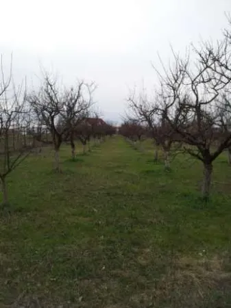 Teren Satu Mare - poza 4