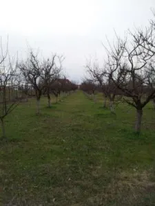 Teren Satu Mare - poza 4