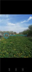 Royal Imobiliare - Vanzare casa zona Romanesti - foto 3