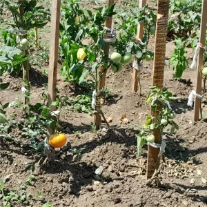 Persoana Fizica -CASA CU 5 CAMERE BUCIUM  Trei Sarmale-645mp teren. - foto 17