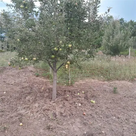 Teren Iași - poza 14