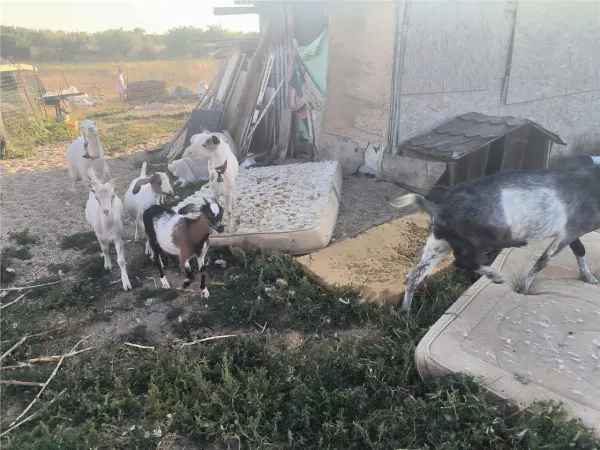 Casă 3 camere Novaci - poza 11