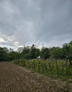 Casă + teren 20.000 mp Urluieni (Bârla) – deschidere mare, livadă și vie - Barla