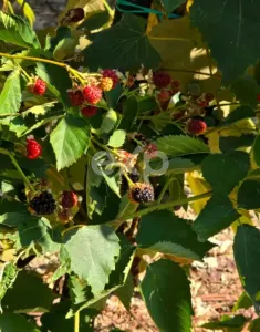 Casă + teren 20.000 mp Urluieni (Bârla) – deschidere mare, livadă și vie - foto 6