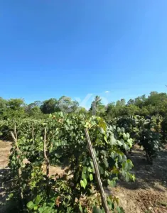 Casă + teren 20.000 mp Urluieni (Bârla) – deschidere mare, livadă și vie - foto 7