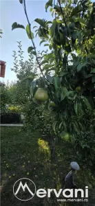 Casă 6 camere Banesti - poza 36