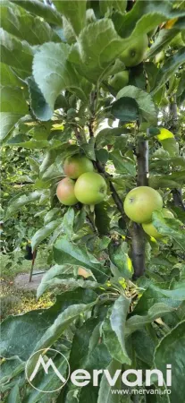 Casă 6 camere Banesti - poza 42