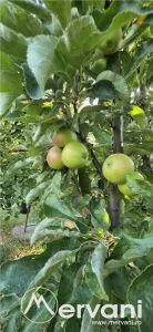 Casă 6 camere Banesti - poza 42