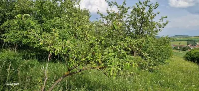 Teren 5000mp cu livada in Sura Mare - panorama deosebita - foto 16