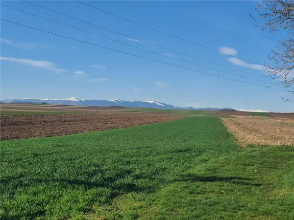 Teren Rosia - poza 9