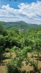 Casă 2 camere Golești - poza 7