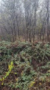 Teren 16.800 mp cu deschidere la strada principală, Budesti - foto 3